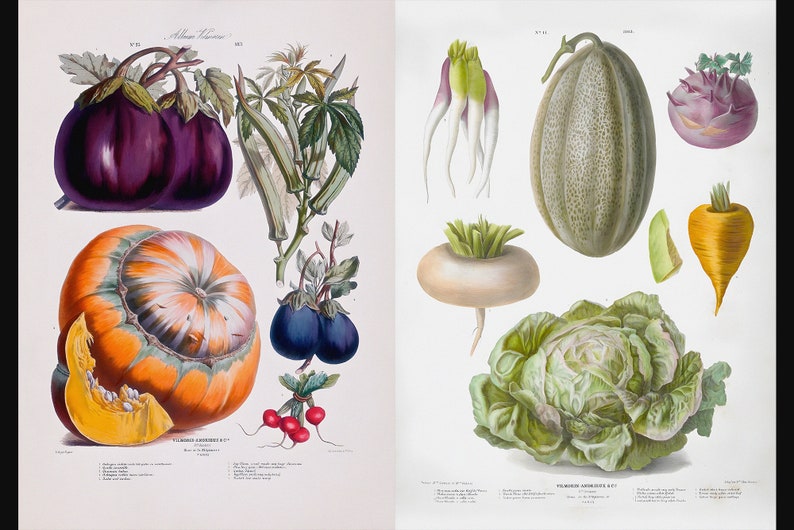 May include: A vintage botanical illustration featuring a variety of colorful vegetables. The image includes eggplants, a pumpkin, okra, radishes, turnips, a cantaloupe, kohlrabi, a carrot, and lettuce. The artwork is detailed and vibrant.