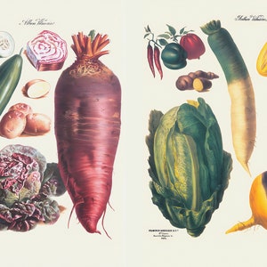 May include: A vintage botanical illustration featuring a variety of vegetables. The image includes a large red beet, cucumbers, potatoes, and a head of lettuce on the left. The right side shows peppers, a daikon radish, and a yellow squash.