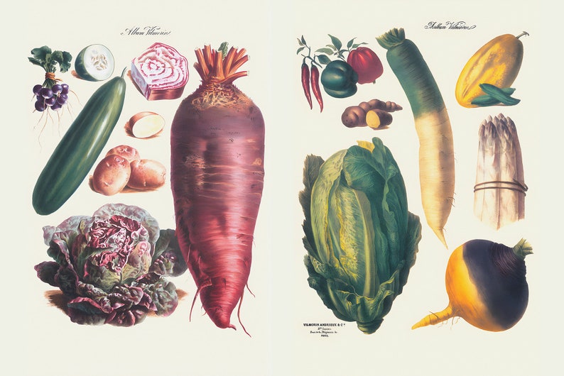 May include: A vintage botanical illustration featuring a variety of vegetables. The image includes a large red beet, cucumbers, potatoes, and a head of lettuce on the left. The right side shows peppers, a daikon radish, and a yellow squash.