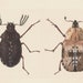 160 Hudson Entomology Rare Illustrations, Insects Printable