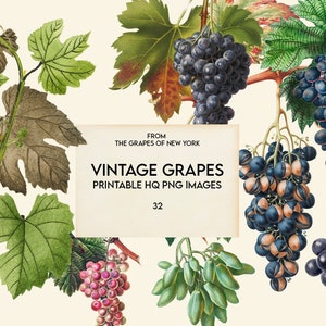 May include: Vintage illustration of grapes with green leaves and vines. The image includes 32 printable high-quality PNG images. From The Grapes of New York. Vintage Grapes.