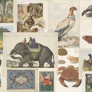 Vintage Animals Prints Antique Farmhouse Decor Cottagecore Digital Download Illustrations Printable Ressel Public Domain