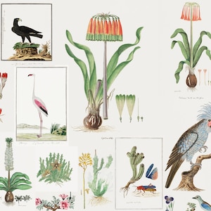 ロバート・ジェイコブ・ゴードンの植物イラスト80点以上 動物 鳥 フラミンゴ 水彩画 ヤシオウム サボテン 花 デジタルダウンロード