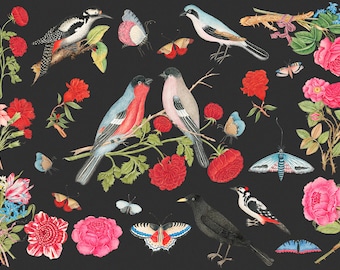 Más de 130 flores, pájaros y mariposas Cliparts PNG HQ Ilustraciones Collage Arte Flor Insecto Mariposas Uso comercial botánico Descarga digital