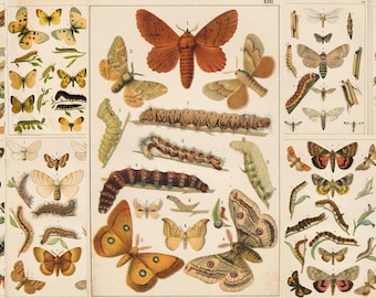 May include: A vintage illustration of various moths and butterflies with their caterpillars. The illustration is on a cream-colored background with a light brown border. The moths and butterflies are depicted in various colors, including brown, red, yellow, and white. The caterpillars are depicted in various shades of brown and green.
