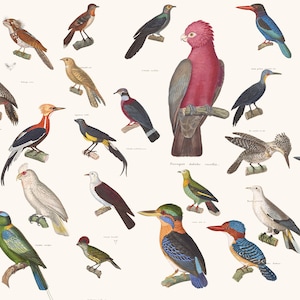 120+ Coenraad Jacob Temminck HQ Printable Birds Exotic Rare Illustrations Vintage Parrots Wall Art Chromolithographs Digital Download