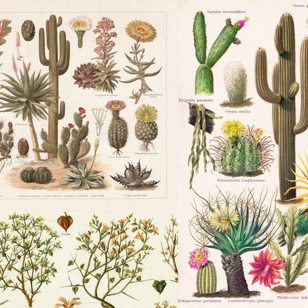 60+ HQ Antique 1895 Chromolithograph Lithograph Meyers Konversation-Lexikon Vintage Illustrations Cactus Botanical Fungi Mushrooms Plants