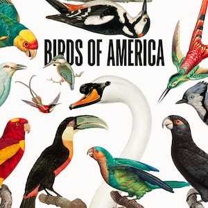 Aves de América. PNG clip art Vintag, Retro, Descarga digital colorida, Impresiones, Scrapbooking, Arte de pared, Collages, Manualidades