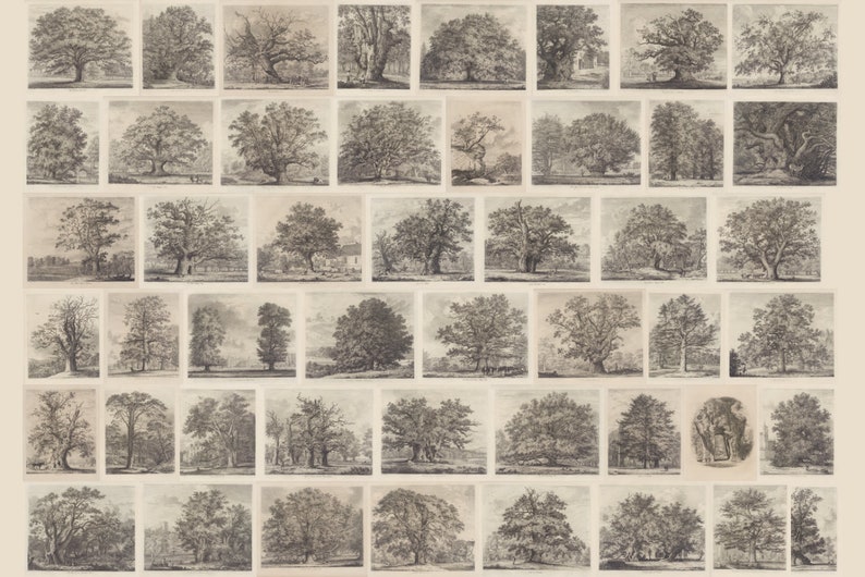 Engravings In Trees 40+ Sylva Britannica or Portraits of Forest Trees, Vintage Trees ...