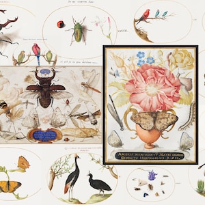 140+ Joris Hoefnagel HQ Vintage Illustrations Paintings Entomology Antique Insects school chart Naturalist Insects Digital Download PART 1