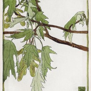 Op de afbeelding: Een aquarel van een tak van een esdoornboom met groene bladeren en zaaddozen. De tak is bruin en de bladeren zijn lichtgroen. De zaaddozen zijn lichtbruin en hangen aan de tak.