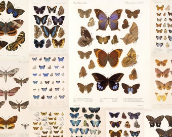Más de 200 ilustraciones vintage de mariposas y polillas, lepidópteros y ropalóceros, imprimibles en alta calidad. Cromolitografías de Adolphe Millot. Descarga digital.
