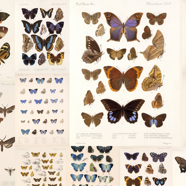 200+ Insecta Lepidoptera-Rhopalocera HQ Printable Vintage Butterfly & Moth Illustrations Adolphe Millot Chromolithographs Digital Download