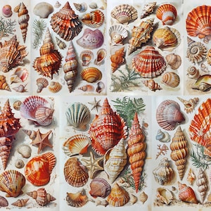 Puede incluir: Una colección de conchas marinas de diversas formas, tamaños y colores. Las conchas están dispuestas en un patrón de cuadrícula sobre un fondo blanco. Algunas de las conchas son rayadas, otras son moteadas y otras son lisas. También hay algunas estrellas de mar y otras formas de vida marina en la imagen.