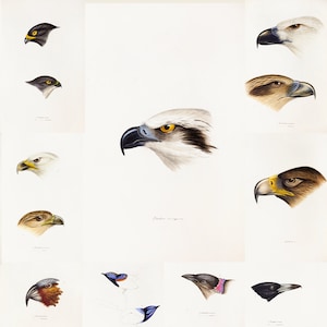 70+  A synopsis of the birds of Australia, and the adjacent Islands HQ Birds Posters by John Gould, Elizabeth Gould Digital Download