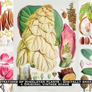 Illustrations of Himalayan plants original Vintage scans + Digitally enhanced versions. 50 Printable Prints Artworks