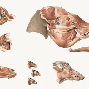 The Elephant&#39;s Head by Johan Erik Boas Animal Anatomy Vintage Muscular Veterinary Vet Clinic Decor Zoological Posters Digital Downlaod