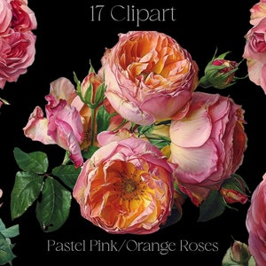 Clipart de rosas rosa / laranja pastel, 17 rosas exclusivas para impressão em HQ, flores, elementos PNG de arte de colagem Canva, artesanato para fazer cartões em estilo vitoriano