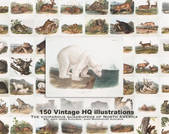 150  The viviparous quadrupeds of North America, Vintage Illustrations Rare Animal, Wall Art Posters, School Posters, printable wall art