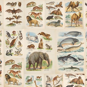 90+ RARE Illustrationen im Atlas der Tierwelt von Kurt Lampert, lobende Tiere, Wildtiere, Klassenzimmer Zoologie Poster zum Ausdrucken