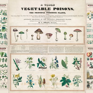 Marcius Willson Botanical Charts HQ Venenos Irritantes Fungos Vintage Ilustrações de Cogumelos litografia Norman A.Calkins Download Digital