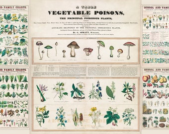 Marcius Willson Botanical Charts HQ Irritating Poisons Vintage Fungi Mushroom Illustrations lithograph Norman A.Calkins Digital Download
