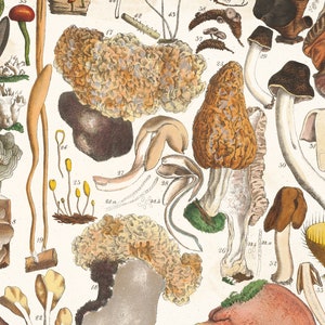 Mais de 70 ilustrações imprimíveis de gráficos de fungos, litografias botânicas, cromolitografia, download digital, Julius Vincenz von Krombholz Mushrooms HQ