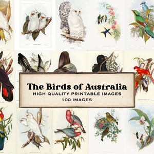 The Birds of Australia  Part 1 - 100 High Quality Printable Images  John Gould Digitally enhanced  Elizabeth Gould Vintage Illustrations