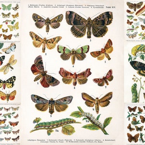 Antieke vlinder identificatie grafiek Adolphe Millot HQ afdrukbare vintage illustraties gigantische insect insect muur kunst home decor entomologie