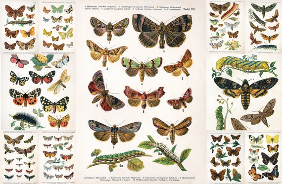 Poster Tube Laminated Insect Identification Educational Science ...