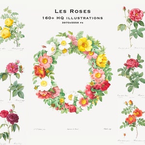 160+ Les Rosen Pierre-Joseph Redout, hochwertige Illustrationen Vintage, druckbare Rosen, digital verbesserter digitaler Download