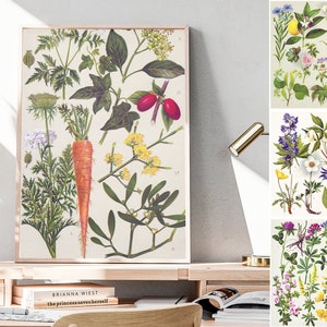 Puede incluir: Una impresión vintage de ilustración botánica que presenta una variedad de plantas y flores, incluyendo una zanahoria, bayas y una variedad de flores silvestres. La impresión está enmarcada en un marco de madera simple y se muestra en un estante con otros libros y decoración.