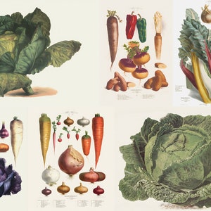 May include: A collection of vintage botanical illustrations showcasing various vegetables. The images feature detailed depictions of cabbage, carrots, onions, turnips, and other root vegetables, rendered with a classic artistic style. The illustrations are set against a neutral background.