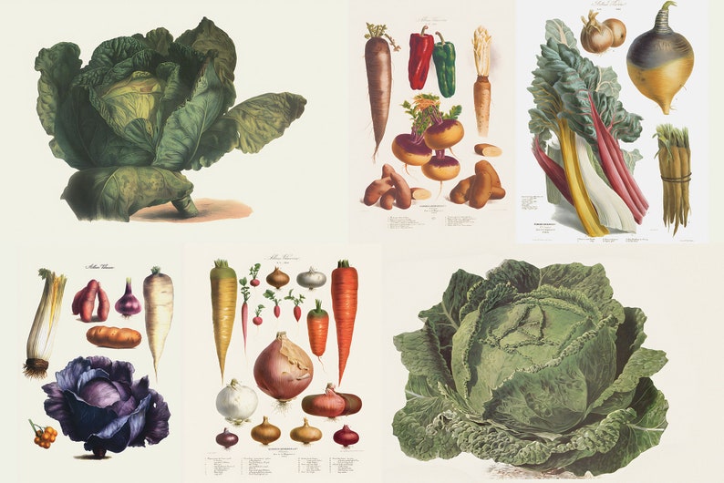 May include: A collection of vintage botanical illustrations showcasing various vegetables. The images feature detailed depictions of cabbage, carrots, onions, turnips, and other root vegetables, rendered with a classic artistic style. The illustrations are set against a neutral background.