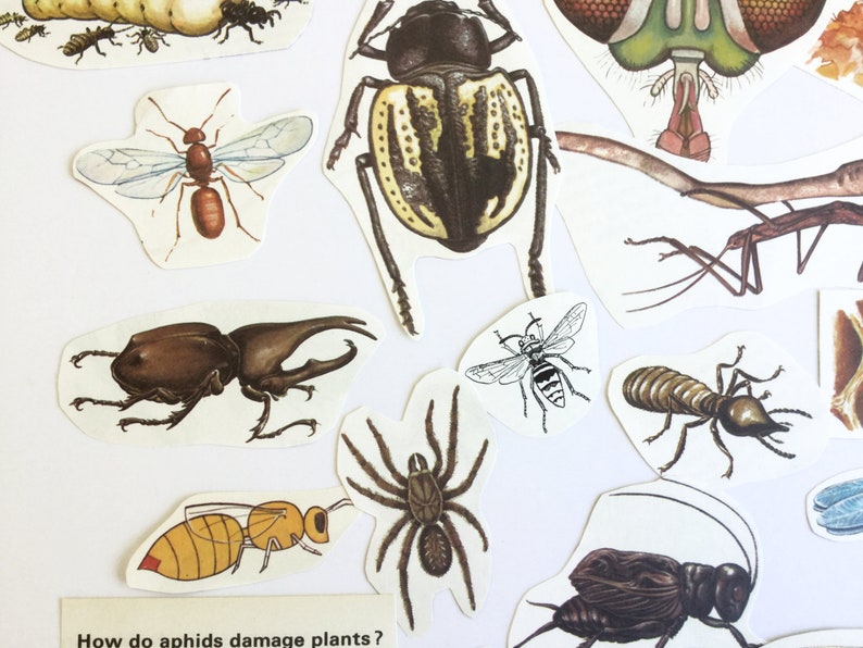 Vintage paper ephemera for your scrapbook or junk journal collage kit cut out insects