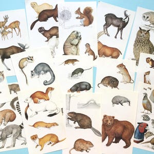 Vintage dierenillustraties, bosdierenboekpagina's voor kaarten maken, collage, inlijsten of junkjournal.