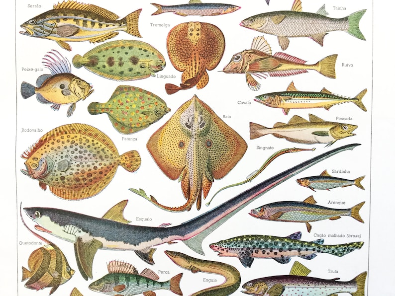 Fish Prints Botanical Wall Art Mollusc Illustrations | Etsy