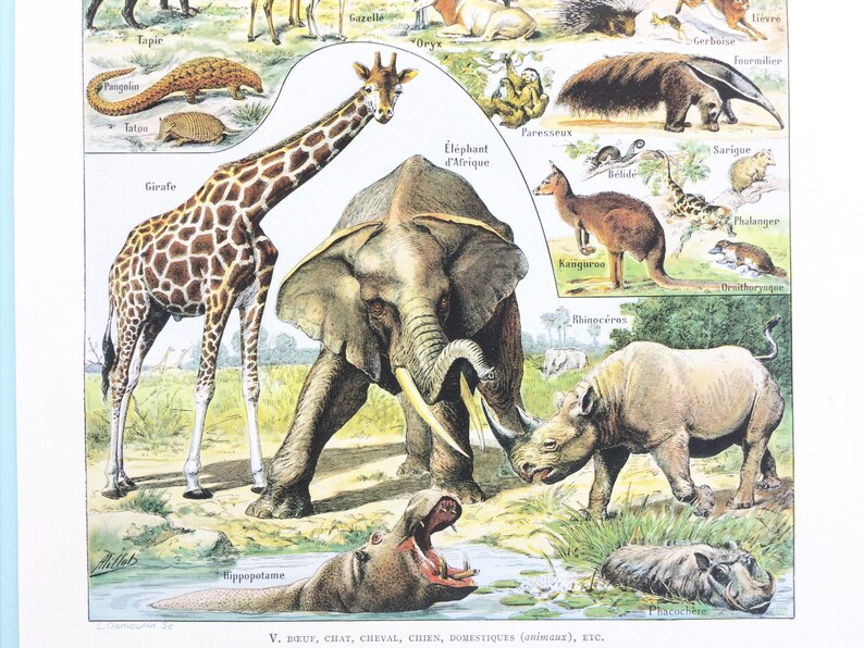 Vintage Animal Prints Book Pages Animal Wall Art Junk Etsy