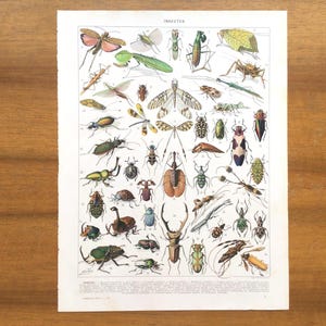 Könnte beinhalten: Vintage-Druck mit einer detaillierten Illustration verschiedener Insekten. Der Druck zeigt eine Vielzahl farbenfroher Käfer, Libellen und Schmetterlinge, mit dem Titel "INSECTES" oben. Der Druck befindet sich auf cremefarbenem Papier.