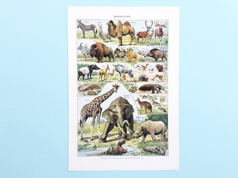 Vintage Animal Prints Book Pages Animal Wall Art Junk Etsy