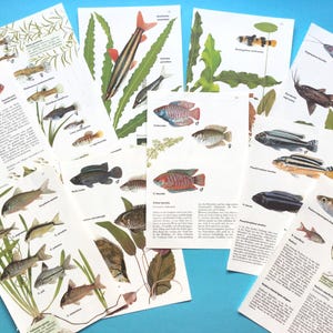 Impressões de arte de peixes, páginas de livros antigos, biologia marinha, colagem, criação de cartões ou diário de lixo. Conjunto de 10 páginas