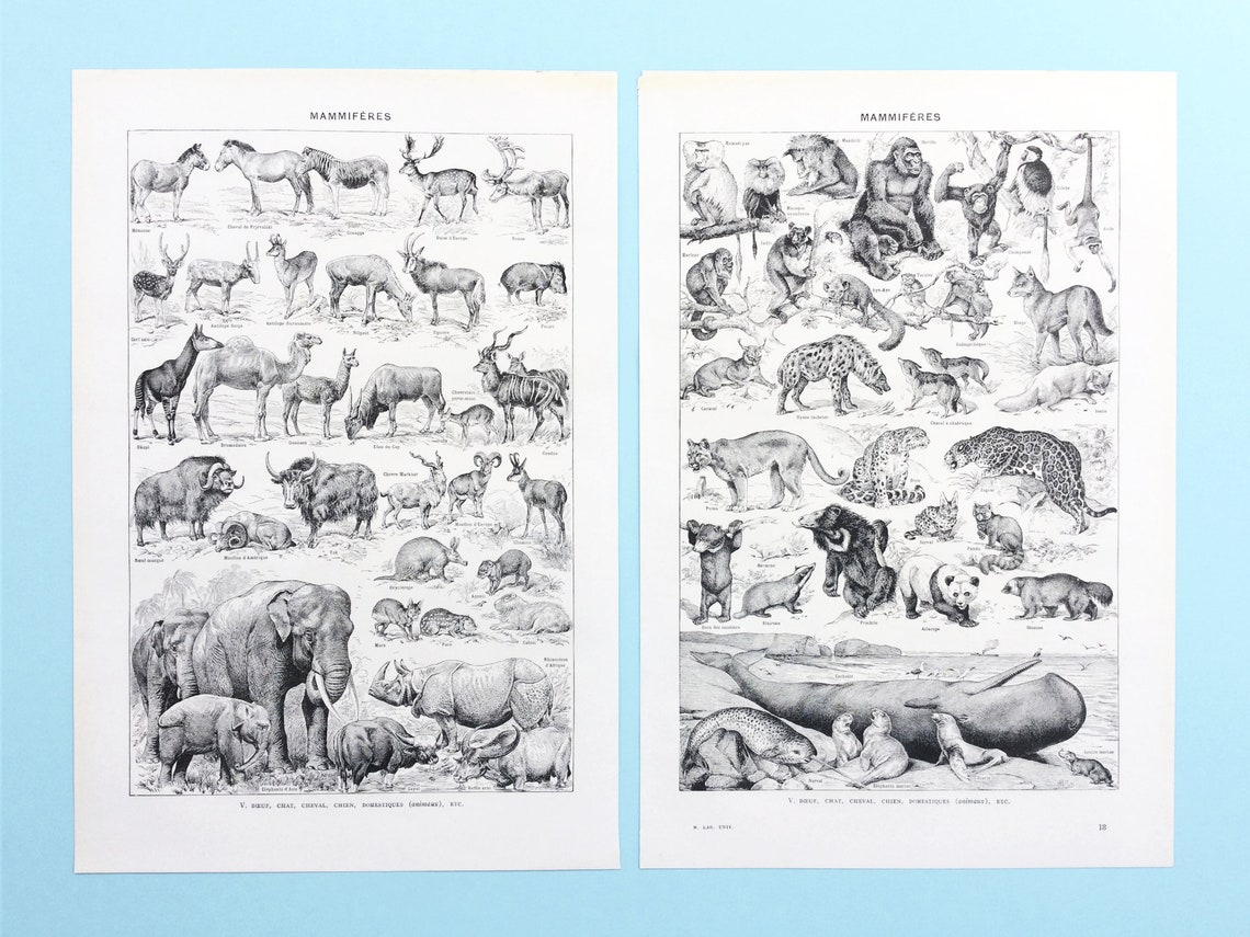 Vintage Animal Prints Book Pages Animal Wall Art Junk - Etsy