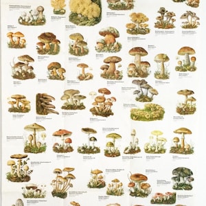 Vintage mushroom poster, botanical chart, mushroom wall art.