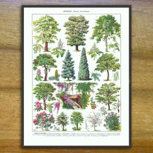 Vintage tree poster, French Antique botanical print, tree recognition print. Adolphe Millot.