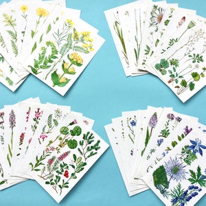 impressions botaniques vintage, pages de livre de fleurs, ensembles de couleurs pour le collage, fabrication de cartes, journaux indésirables.