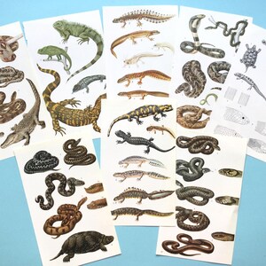 Impressões de répteis vintage, efêmeras de répteis, impressões de lagartos, arte de cobras, decoração de répteis. Conjunto de 8 páginas