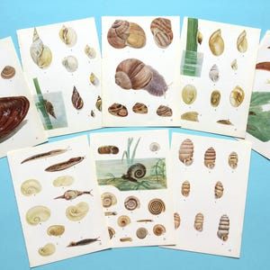 conchas e moluscos vintage, impressões de concologia, páginas de livros antigos para diário de recortes, colagem ou scrapbooking.
