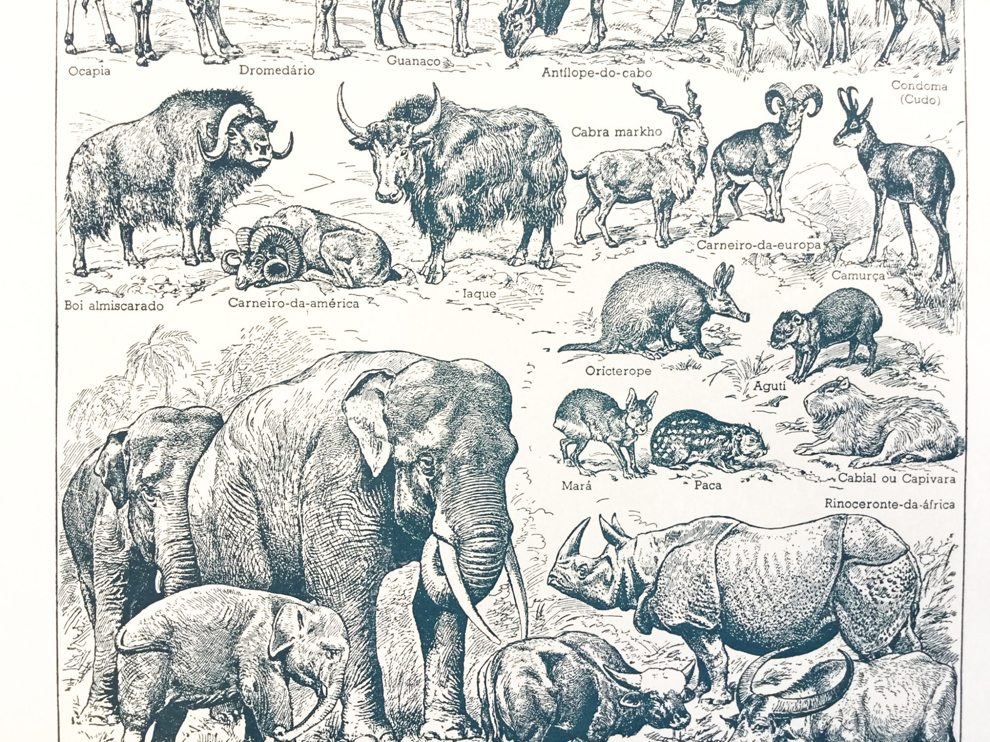 Vintage animal prints book pages animal wall art junk Etsy