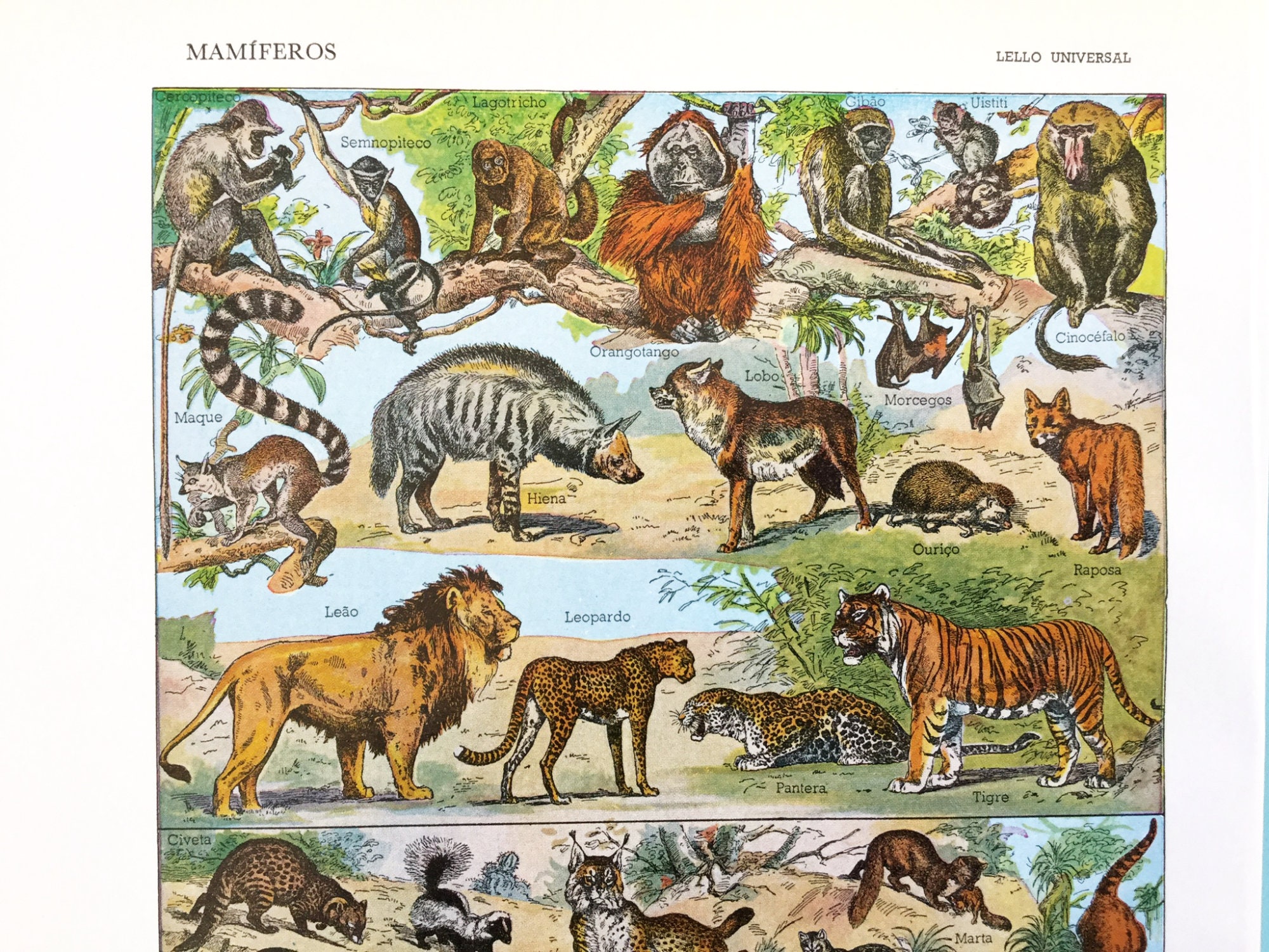 Vintage animal prints book pages animal wall art junk Etsy