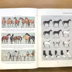 Vintage French book, &#39;Le Cheval&#39; illustrated horse care and equestrian sports book